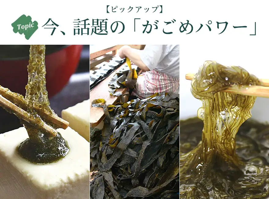 がごめ昆布にはフコイダン、アルギン酸、ミネラルなど身体に嬉しい成分が豊富です